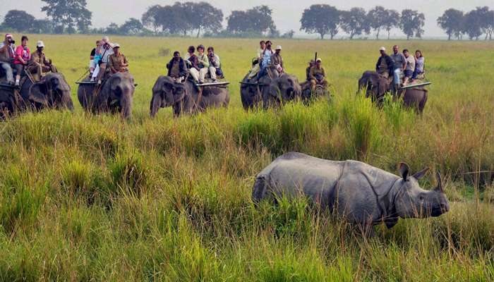 Kaziranga National Park: Home To One horned Rhinoceros