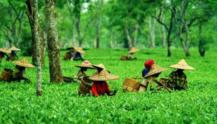 Tocklai Tea Research Centre: Oldest Tea Research Stations