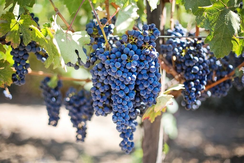 Taste wines in Napa Valley