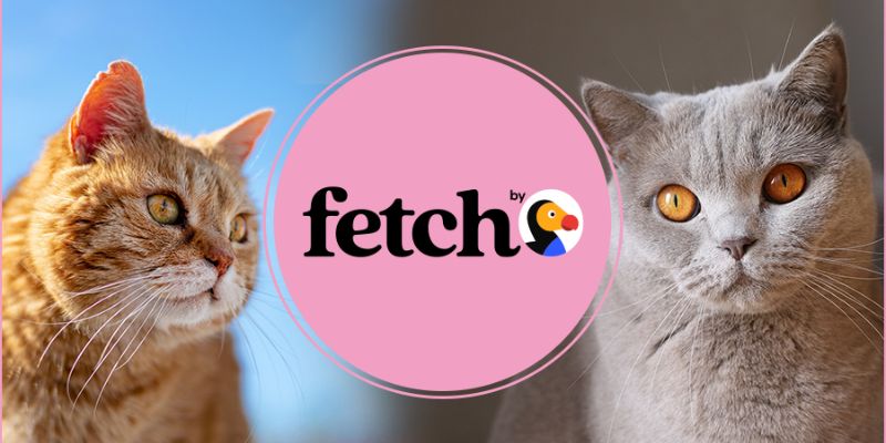 Fetch pet insurance for cat