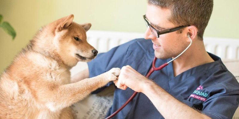 How To Choose The Best Pet Health Insurance for Your Dog