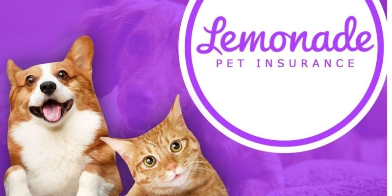 Lemonade pet insurance for cat