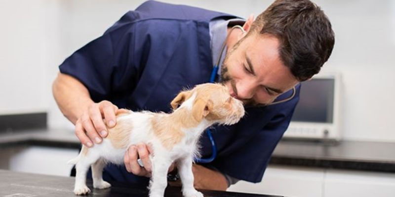 The Benefits Of Multiple Pets with Pet Health Insurance