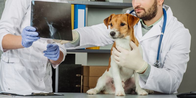 Why own Insuring Multiple Pets with Pet Health Insurance