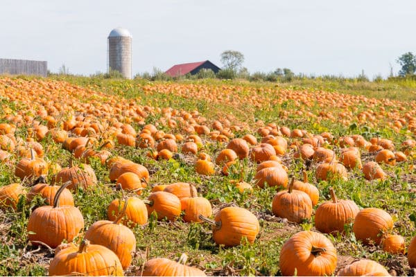 pumpkin patch virtual field trip