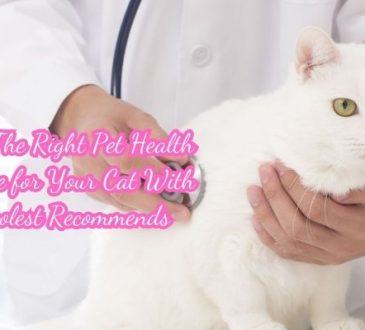 Finding The Right Pet Health Insurance for Your Cat With The Coolest Recommends