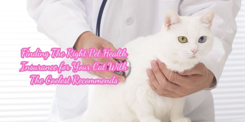 Finding The Right Pet Health Insurance for Your Cat With The Coolest Recommends