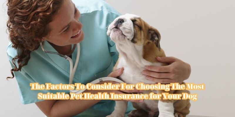The Factors To Consider For Choosing The Most Suitable Pet Health Insurance for Your Dog