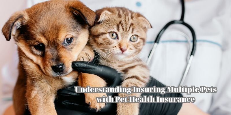 Understanding Insuring Multiple Pets with Pet Health Insurance